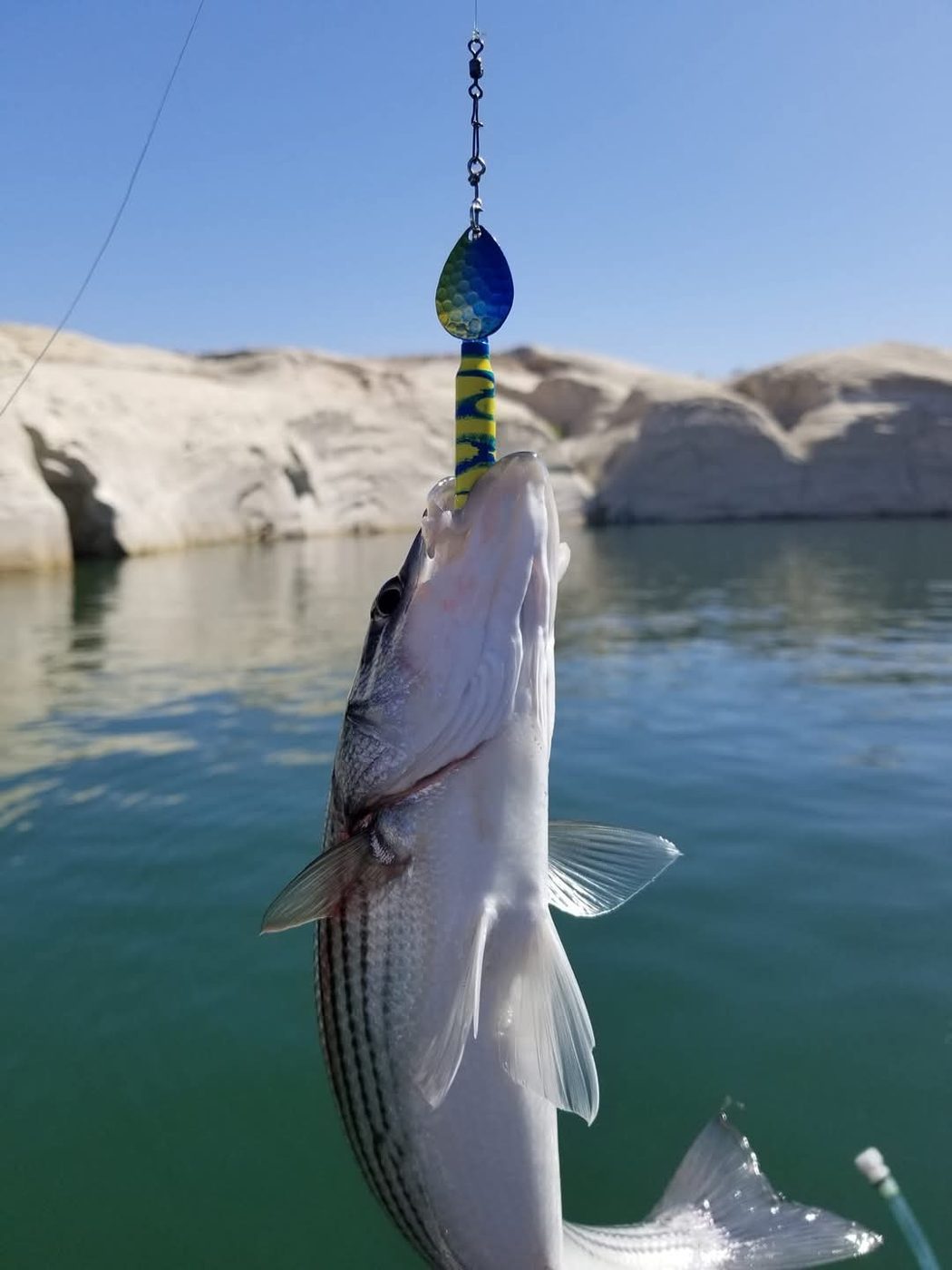 Jigg's Lures LLC photo 2