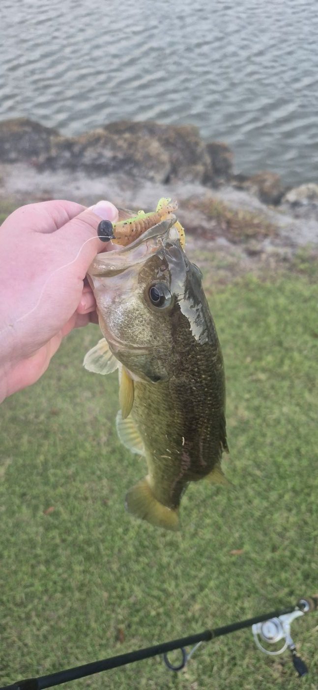 Little Gus Baits photo 3