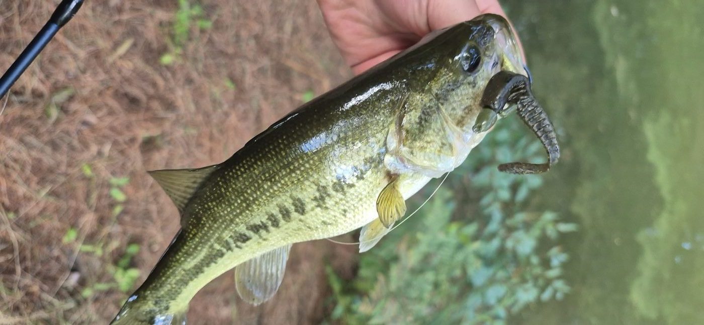Little Gus Baits photo 5