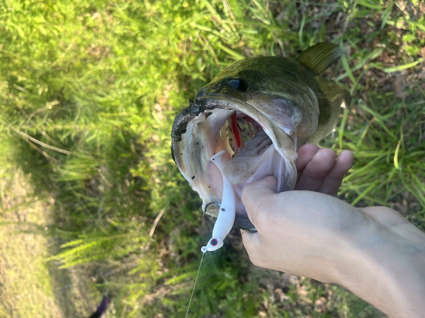 Steelhead Baits photo 6