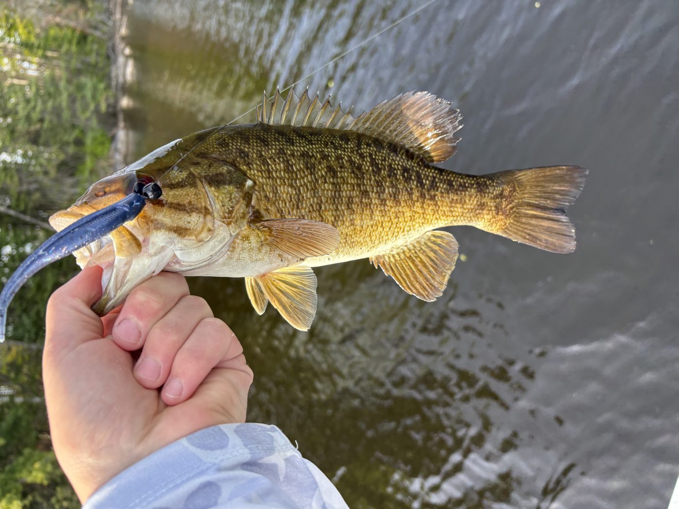 T-Dawg Baits photo 2