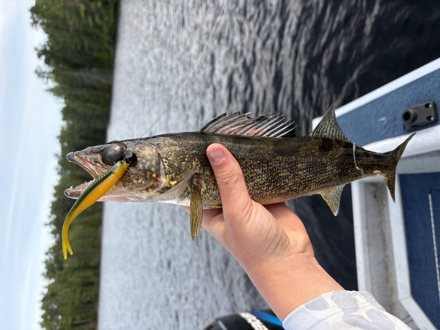 T-Dawg Baits photo 6