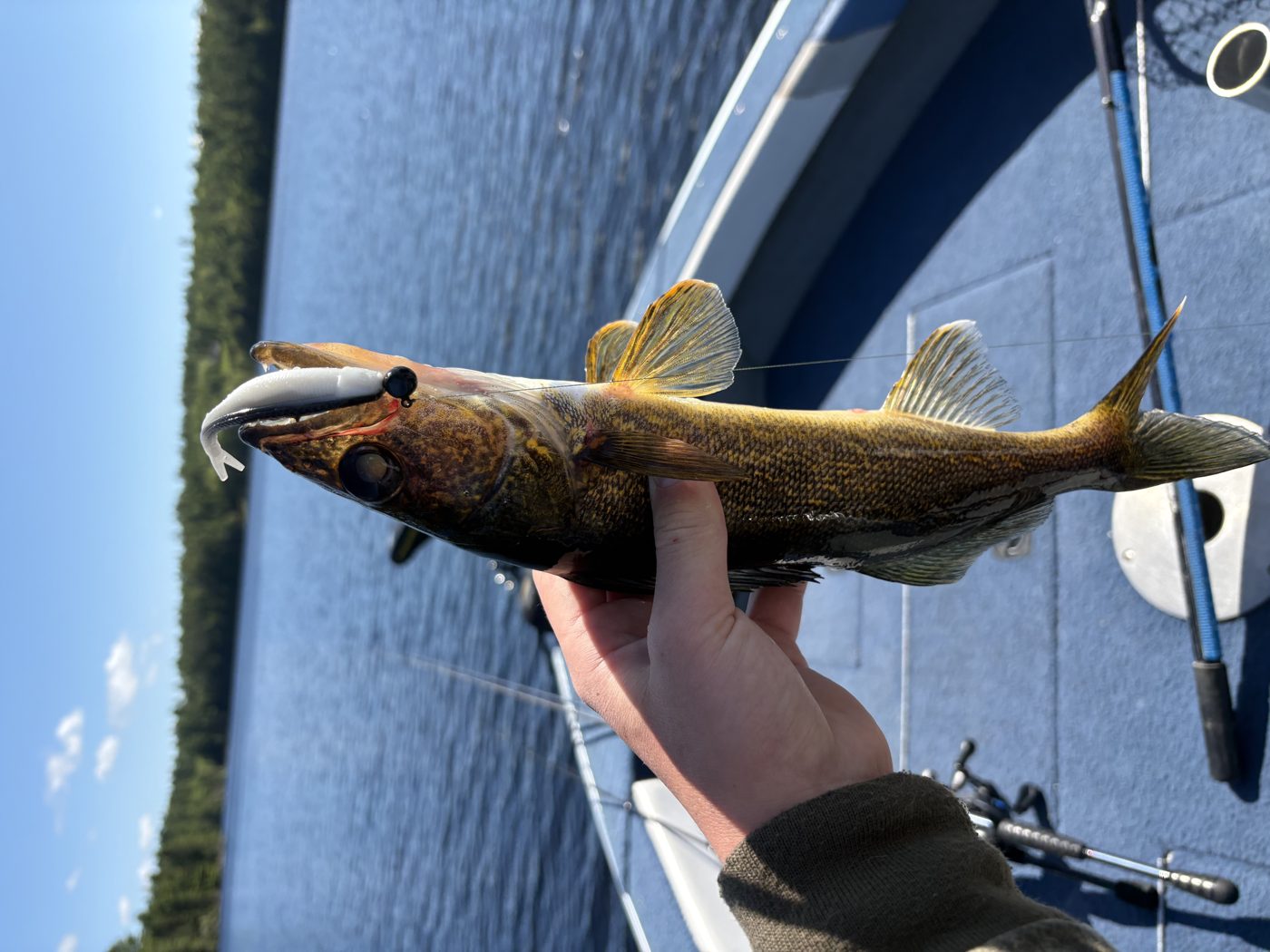 T-Dawg Baits photo 3
